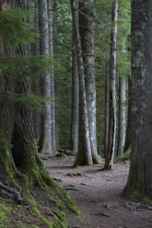 Dusk in Mount Rainier Forest - 2 - USA - 2014 - California, Oregon, Washington