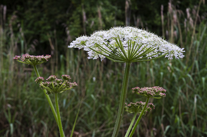 Umbellifer - Worcester Birmingham Canal
