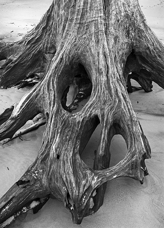1589 - Skull Stump - USA - 2007 - South Carolina & Georgia