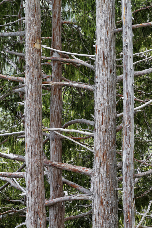 Pine Ladder - Colour - USA - 2014 - California, Oregon, Washington