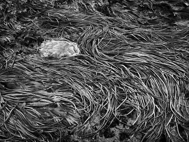 Jellyfish - High and Dry - Isle of Skye - 2017