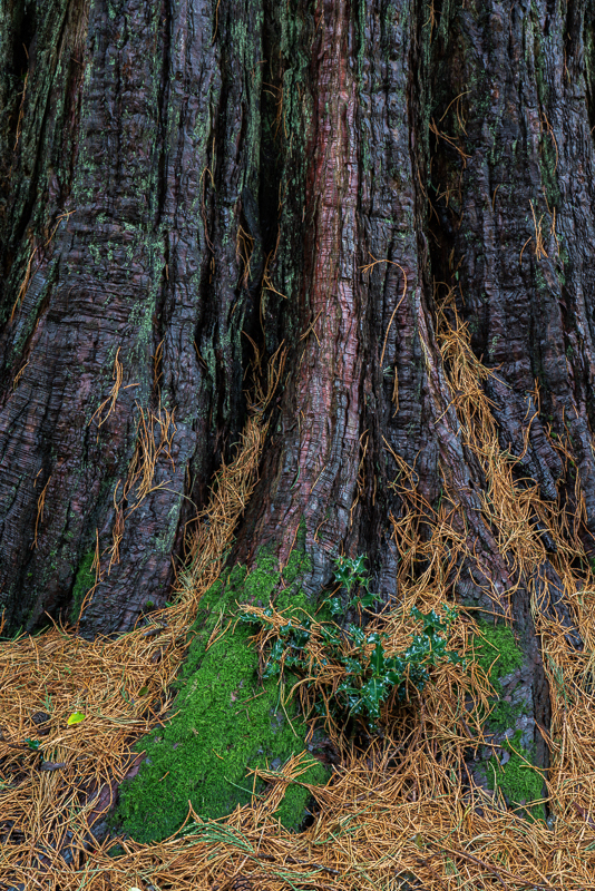 Batsford  - 11 - Batsford Arboretum - October 2018