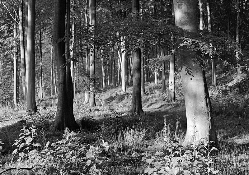 0033 - Spring Beechwood - Images from England