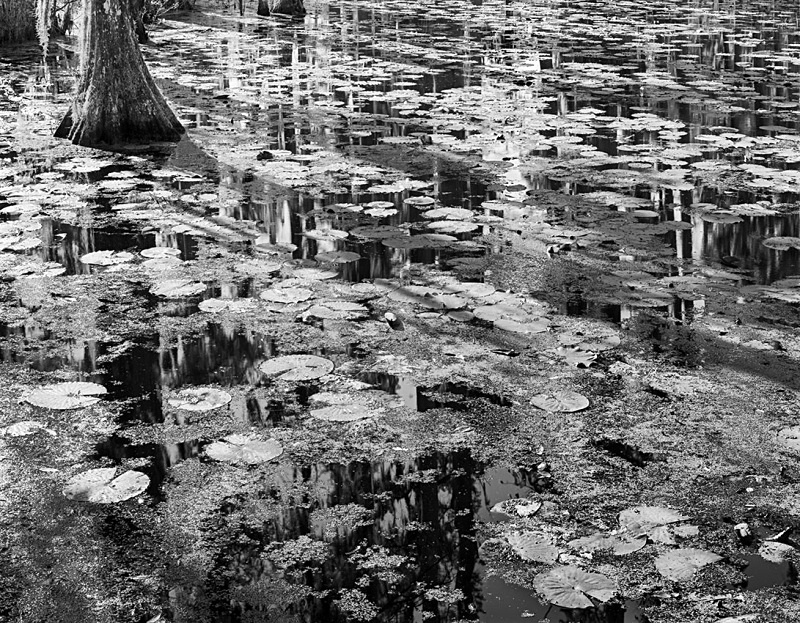 1668 - Lilypads - Shadows  Reflections - USA - 2007 - South Carolina & Georgia