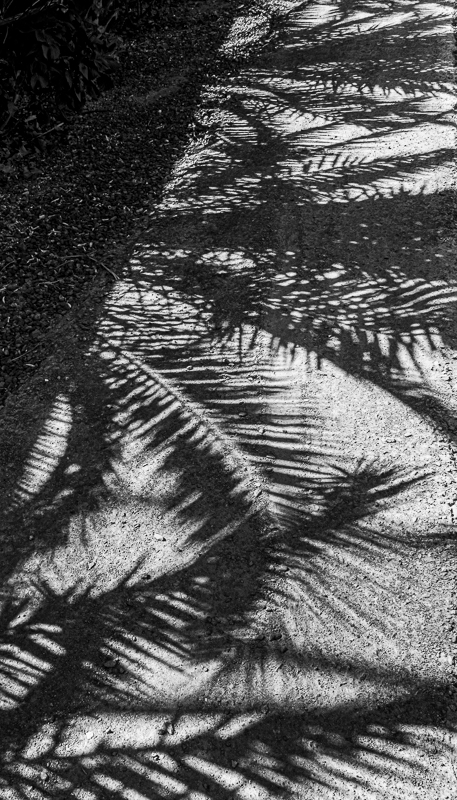 La Gomera-30 - La Gomera - Tropical Garden - July 2019