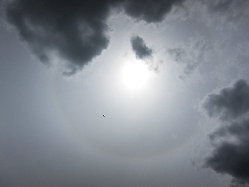 22 degree Halo - and Buzzard - Away Skies