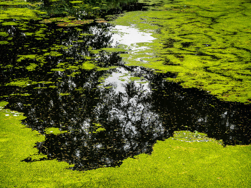 Day 33 - Duckweed - On Bredon Hill - 2016