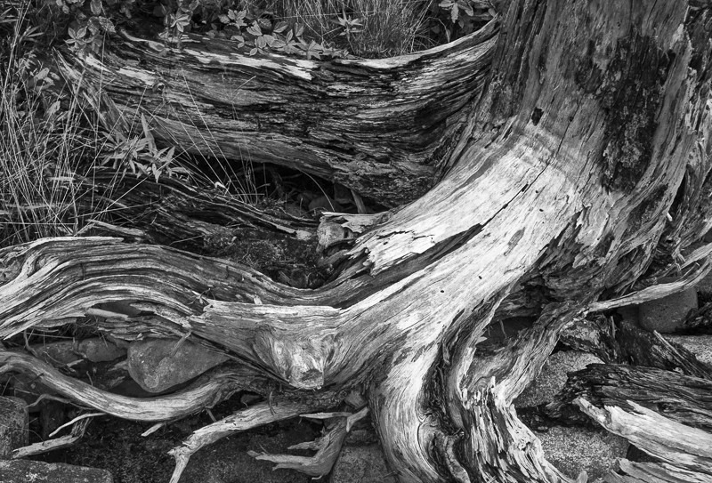 Decaying Tree - USA - 2013 - New England