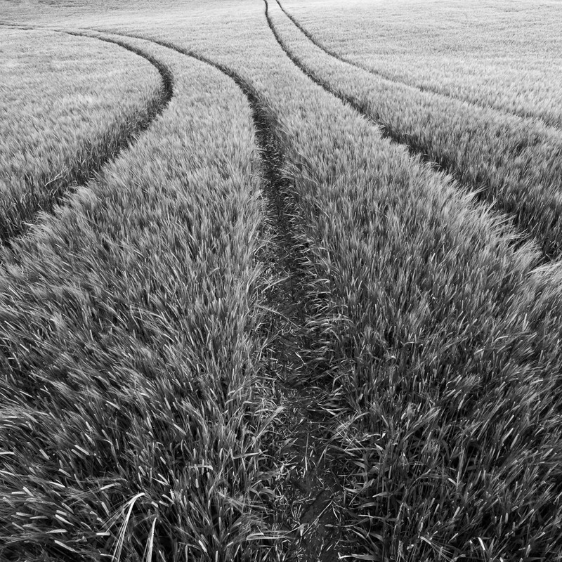 Day 30 - Barley Tracks - On Bredon Hill - 2016