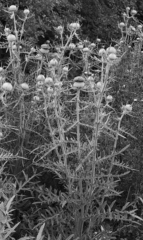 2165 - Thistles - The Cotswold Way - 2009