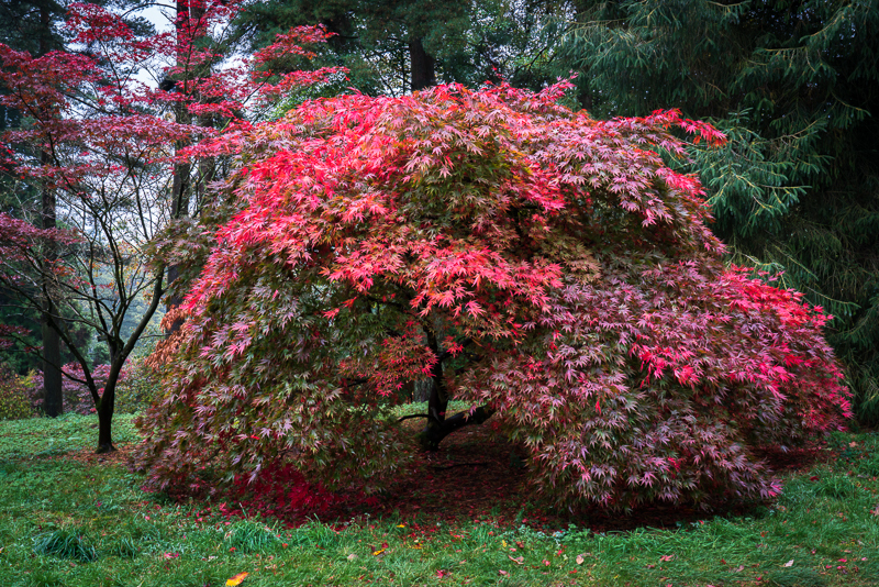Batsford - 02 - Batsford Arboretum - October 2018