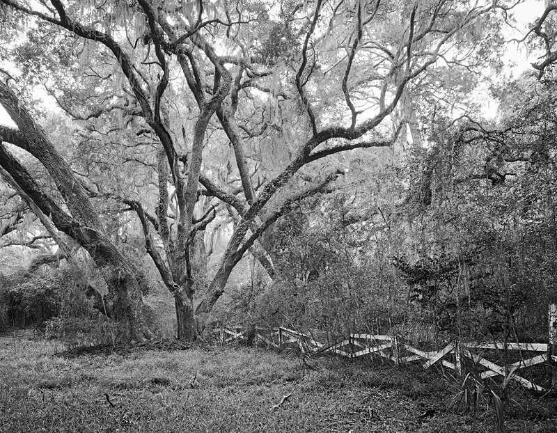 1609 - Oaks  Fence - USA - 2007 - South Carolina & Georgia