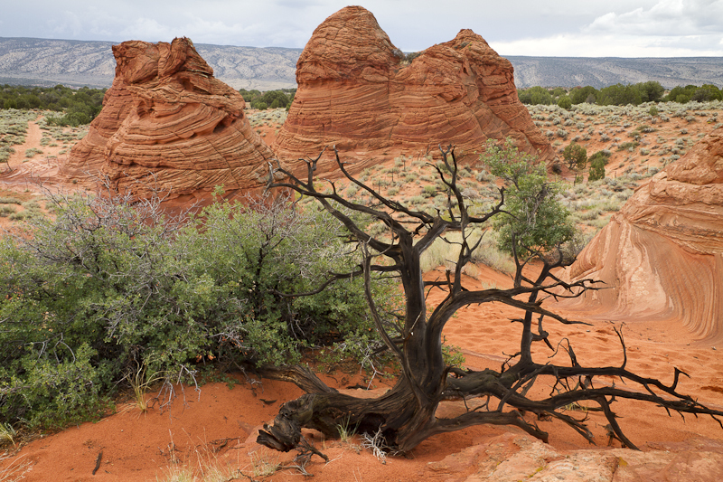 Black Tree - South Coyote Buttes - USA - 2011 - Arizona, New Mexico, Colorado, Utah