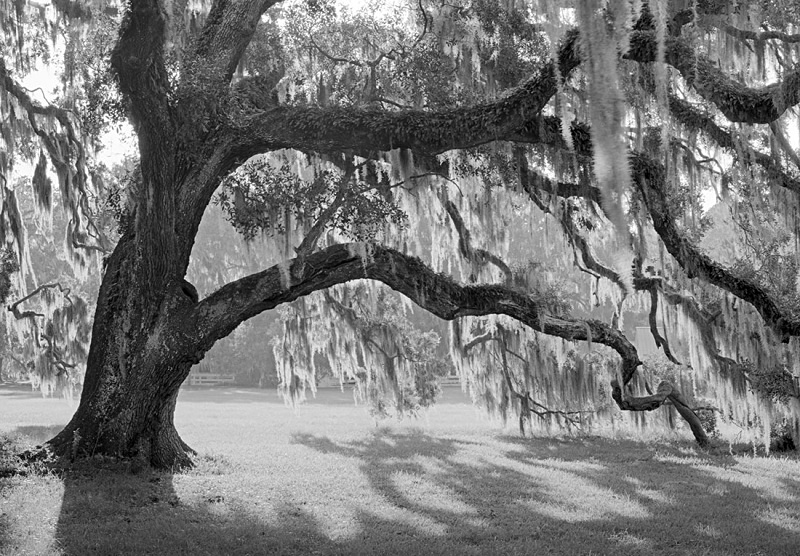 1627 - Glowing Spanish Moss - USA - 2007 - South Carolina & Georgia