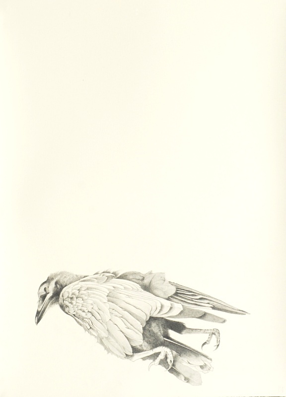 Crow 20in x 30in - Bird drawings