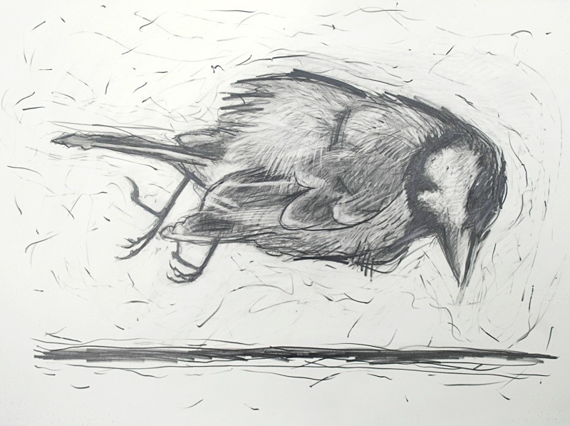 Coaltit Pencil and Graphite 30in x 20in - Bird drawings