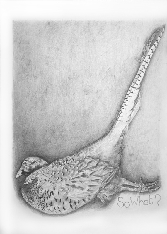 Dead Pheasant - So What? - Bird drawings