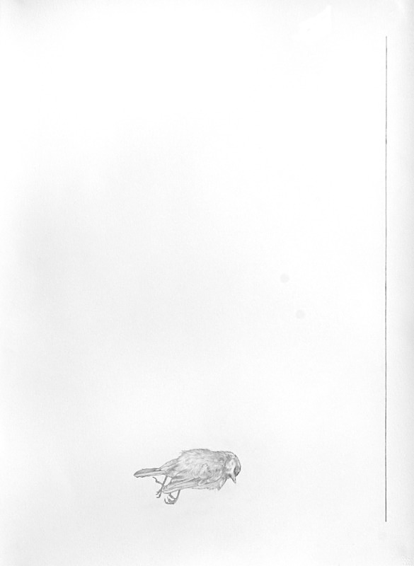 Bird with line to right - Bird drawings
