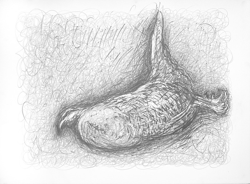 Partridge in the Rough - Bird drawings