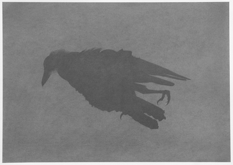 Crow - Bird drawings
