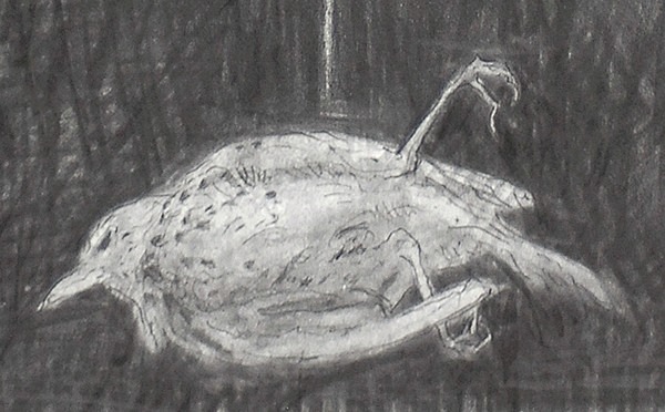 Eraser Thrush detail - Bird drawings
