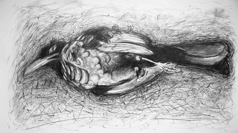 5ft Blackbird - 5ft Birds