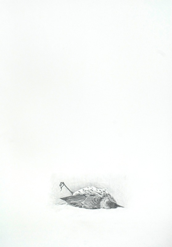 Thrush 4 - Bird drawings