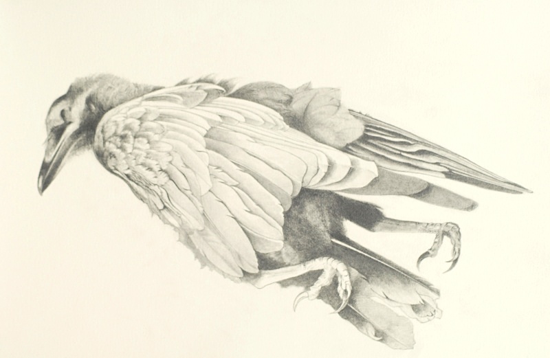 Crow Detail - Bird drawings