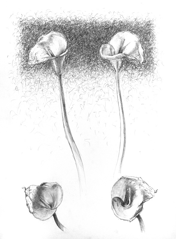 Composition with four lilies 20in x 30in - Flower Drawings