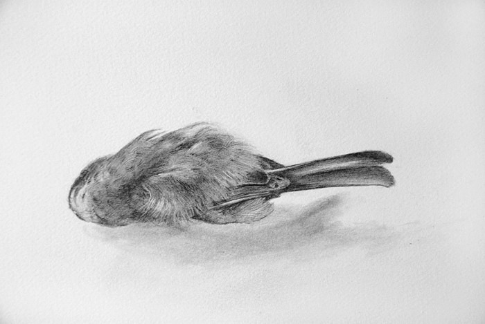 bird detail - Bird drawings