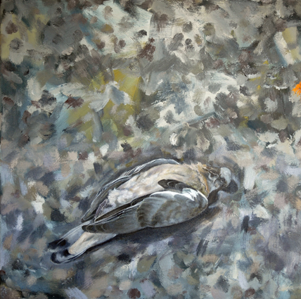 Pigeon 18in x18in Oil - Bird Paintings