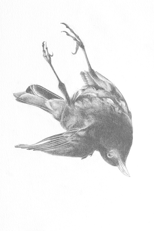 blackbird detail - Bird drawings