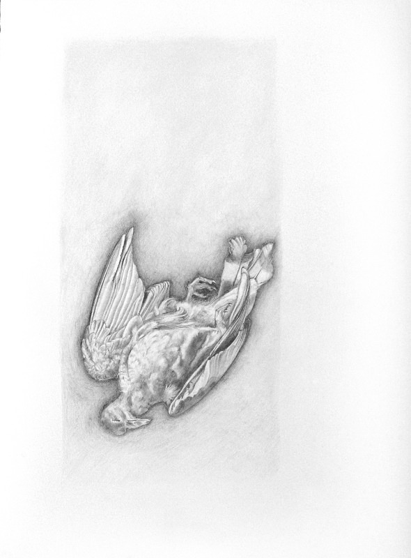 Pigeon 1 - Bird drawings