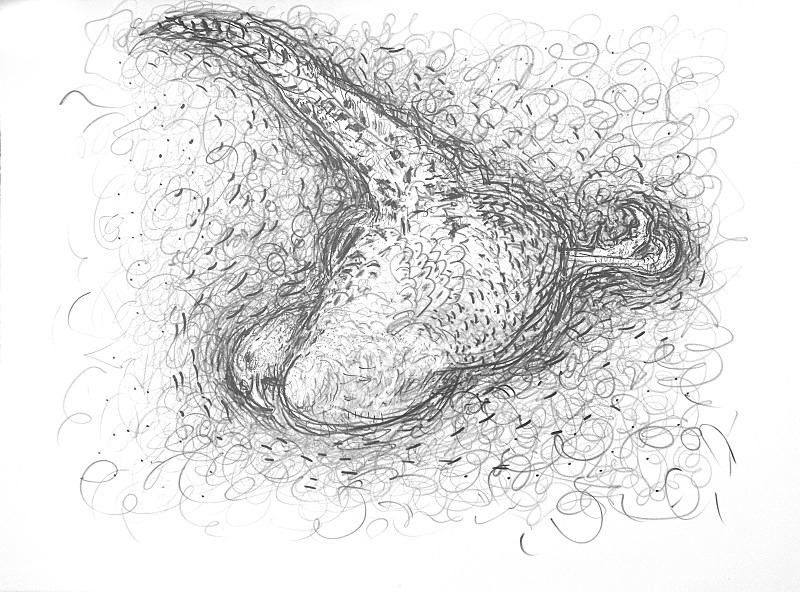 Fallen Partridge - Bird drawings