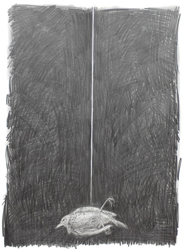 Eraser Thrush - Bird drawings