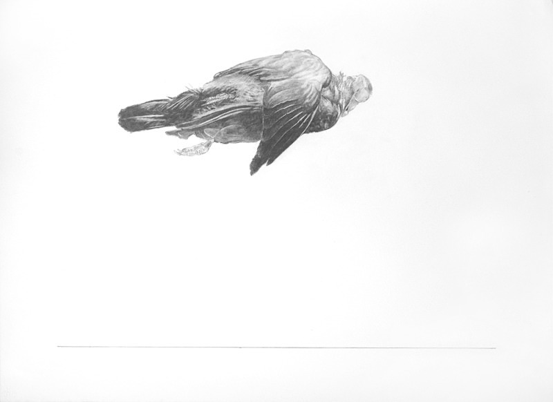 Pigeon - Bird drawings