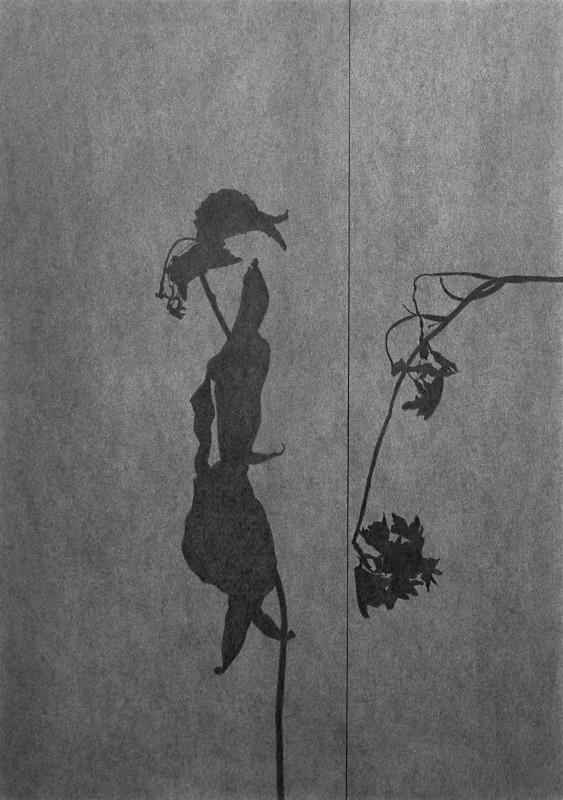Disjunction 2  440mm x 620mm Drawing - Flower Drawings