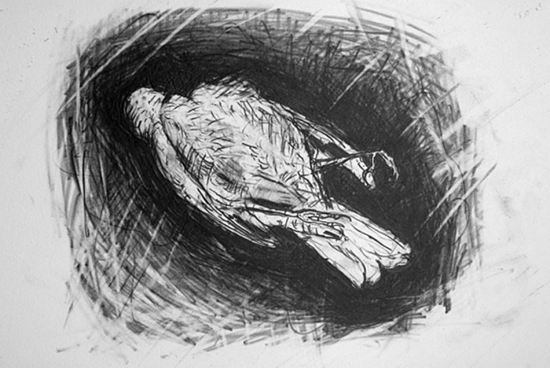 Antother Pigeon - Bird drawings
