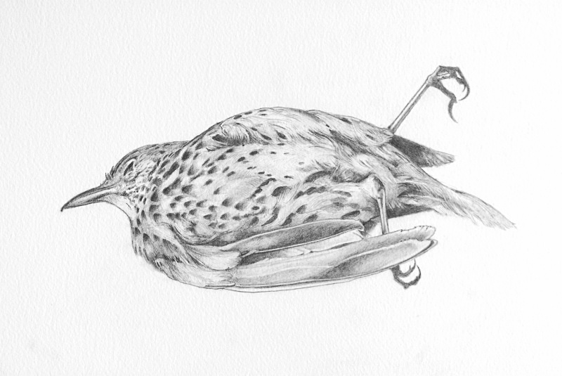 thrush Detail - Bird drawings