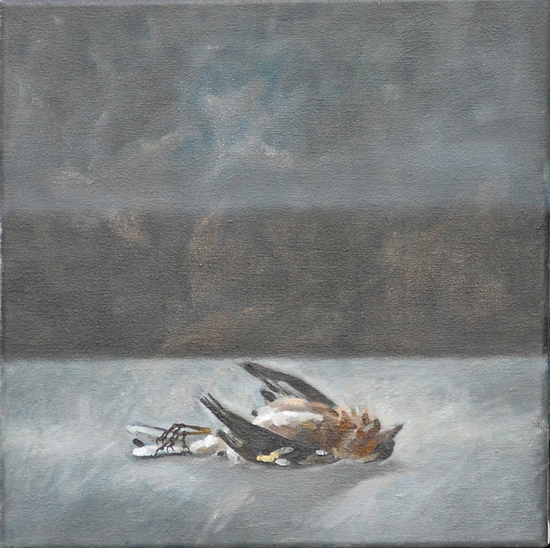 Chafffinch 4 305mm x 305mm - Bird Paintings