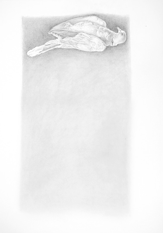 Dove Suspended - Bird drawings