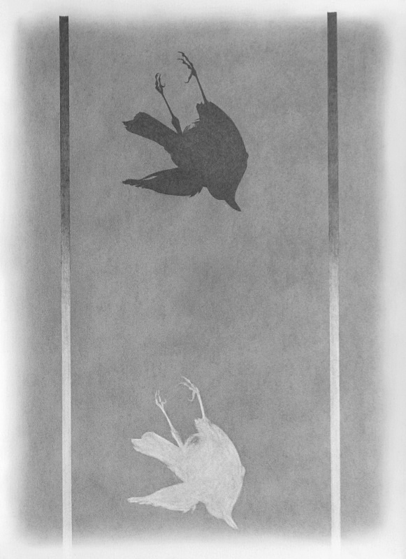 Blackbird Blackbird - Bird drawings