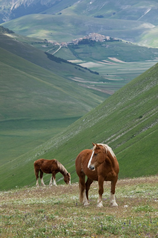 Horses and Castelluccio - Umbria
