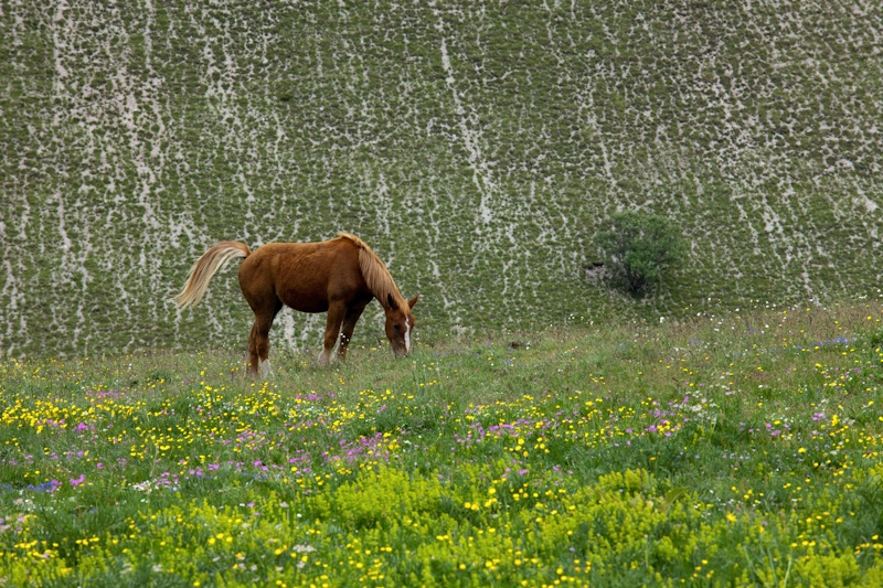 Horse in meadow - Umbria