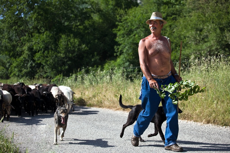 Shepherd - Umbria