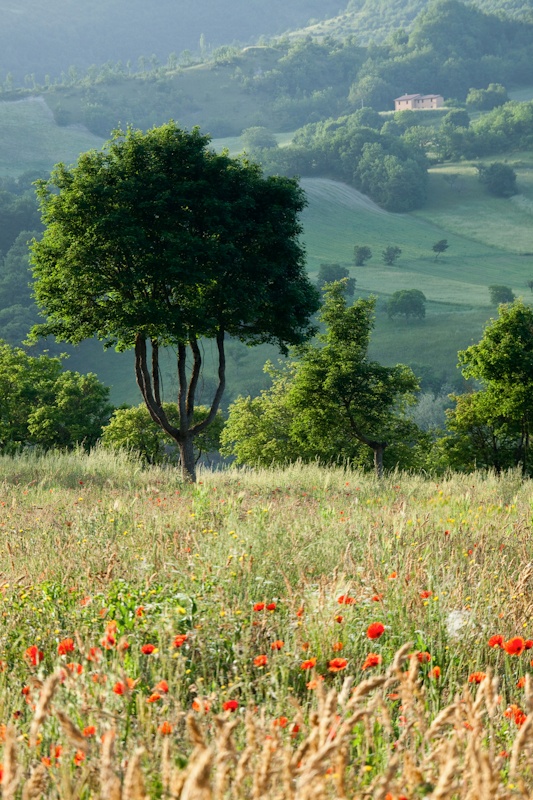 Tree - Umbria