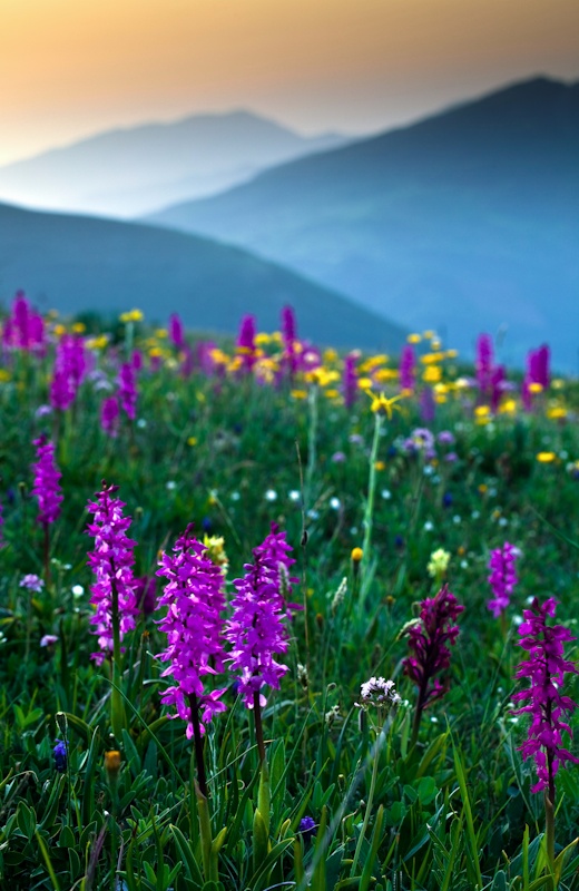 Orchids at dawn - Umbria