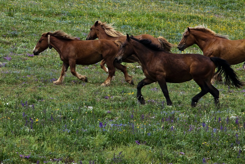 Horses and flowers - Umbria