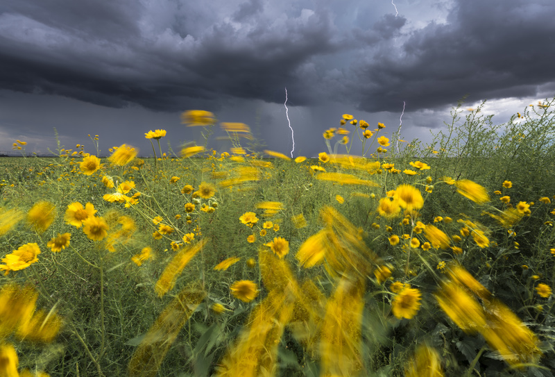Monsoon lightning with flowers - North America
