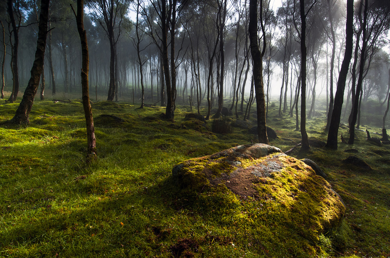 Woodland light - Awarded and Published